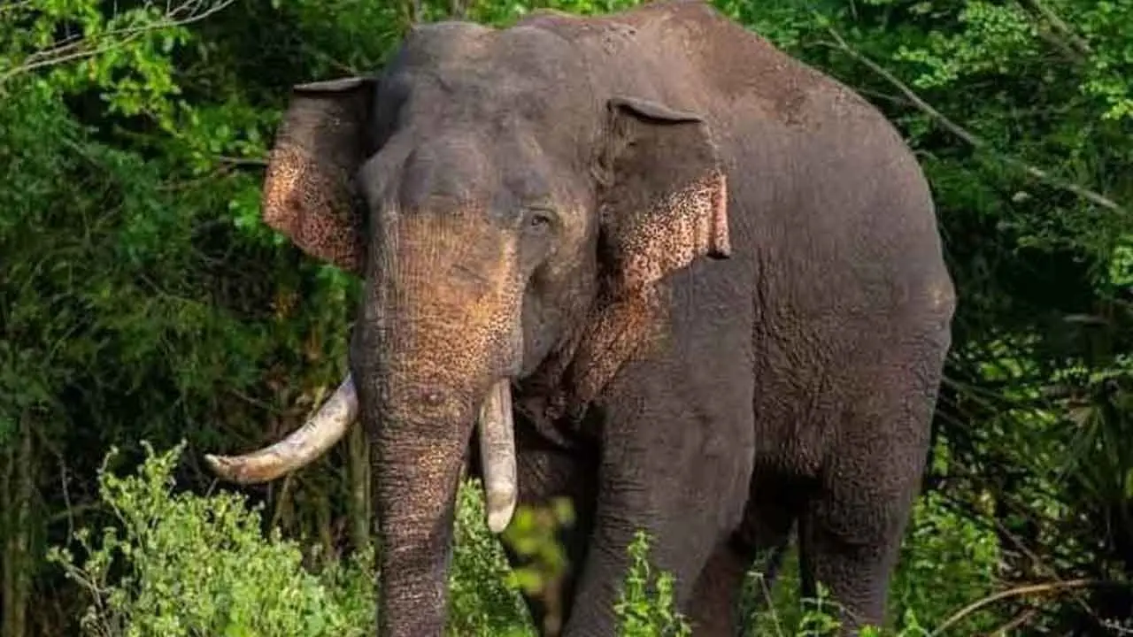අග්බෝ ගැන සංසරණයවන පුවත ගැන වනජීවියෙන් දැනුම්දීමක්
