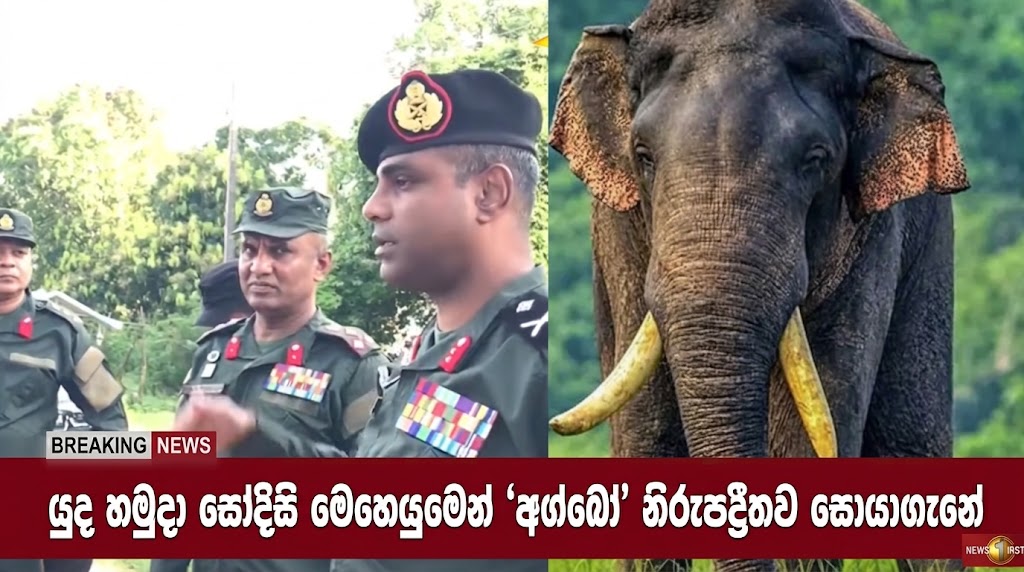 යුධ හමුදාවෙන් සොයාගත් අග්බෝ ඇතා