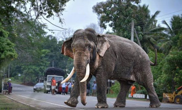 අලින්ගේ මරණ ගැන කිඹුල් කඳුළු හෙලීම සාධාරණ නැහැ